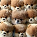 대신동물병원 이미지