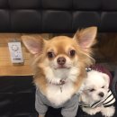 달중이네 펫호텔 이미지