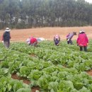 대량농장 이미지