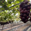 신남농장 이미지