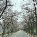 호암미술관 | 용인) 호암미술관 벗꽃구경 후기