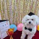 몽샤르망 애견유치원 이미지