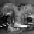 365 신원당 동물병원 이미지