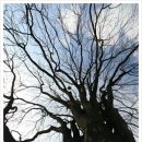 보호수광장 이미지