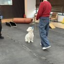 퍼피콜 | [죽전동/ 퍼피엘리트] 문제성 강아지 전문 교육! 짖는 강아지, 산책 교육 후기