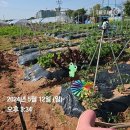 백석농장 | 고양시 주말농장(백석) 6개월 한 후기후기