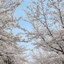 부안 개암사 벚꽃 4월 정기산행 이미지