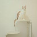 본스테이 | 고양이 미니 캣타워 추천! 파미야 무브스테이 써본 후기