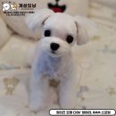 개성있냥 이미지