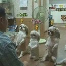 복돌이네 이미지