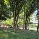 일월칼국수식당 이미지