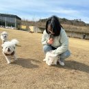 개들랜드 이미지