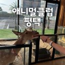 메카성인게임클럽 | 평택 데이트 코스 추천 [애니멀클럽] :: 귀여운 동물 먹이주기 이색 체험