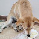 멍멍님수라상 이미지