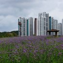 왔다 파크 이미지