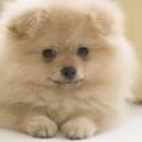 이쁜강아지 이미지