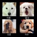 강아지공작소 이미지