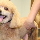 킴스애견미용 이미지