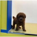 도그마루 강아지고양이 일산점 이미지