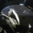 라면이랑 우동 이미지