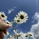 카페 데이지 이미지