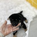 사비켄넬 이미지