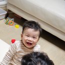[270~279일 육아일기] 후기이유식 시작/네발기기&amp;혼자앉기 성공/싫어싫어 도리도리 스킬장착/유모차거부