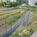 일운초등학교병설유치원 이미지