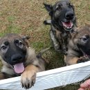 백두축산 이미지