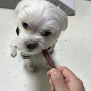 Pet snack(펫스낵) | [강아지수제간식] 강아지 오래먹는 간식으로 딱 좋은 네츄럴펫스낵 구매 후기