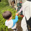 순이농장 | 5세 아이랑 특별한 체험 &#39;벼 탈곡 체험&#39; 희망토 농장