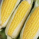 노란옥수수 이미지