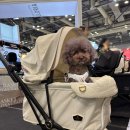 글로리아 로얄테일즈 프리미엄 강아지 유모차 프리오더 이벤트