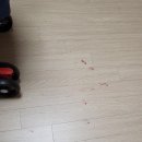 한얼동물병원 | 강아지 발톱 빠짐 애견 발톱에 피 응암동 동물 병원 추천 가격 비용 후기