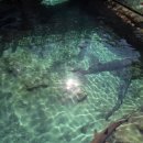 김창영 | 올랜도여행 : 디스커버리코브 / 애니멀킹덤