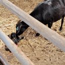 향림동산(흑염소농장) 이미지