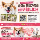 동물치유쉼터 | 함께할개 유기견쉼터 봉사활동 강아지 혈변 동물병원 약처방