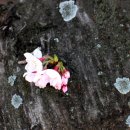 고목나무 이미지