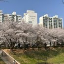 거리공원 | 인천 벚꽃 명소 발견! 굴포공원 벚꽃거리 개화 실시간 후기 (주차 꿀팁까지)
