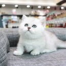 애니멀즈 강아지분양 고양이분양 대전점 이미지