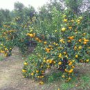 수아네 농장 이미지