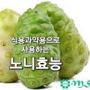 노니 효능 부작용 피로회복엔 베트남 노니 효능 이미지