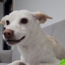 이츠펫 본점 이미지