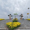 함평 국화 이미지