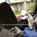 자네와 펫