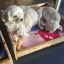 루이야학교가자 이미지