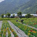 용대2리 이미지