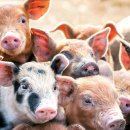 김호영농장 이미지