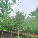 여주-0511 Daum카페