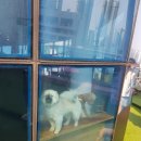 마이달링독 이미지